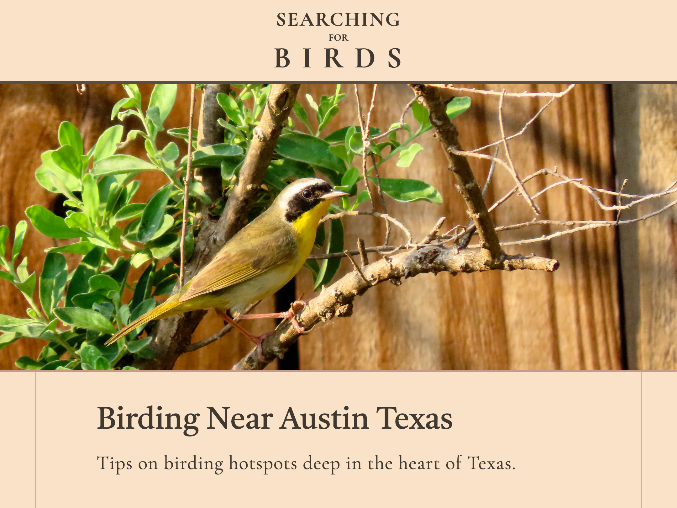 searching-for-birds-screenshot-article